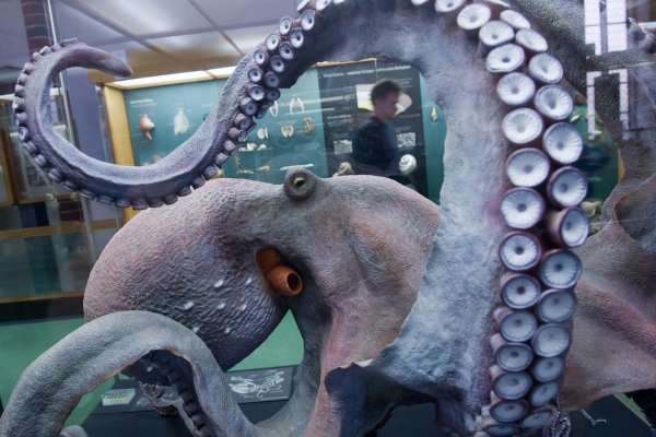 Официальный сайт kraken ссылки зеркала
