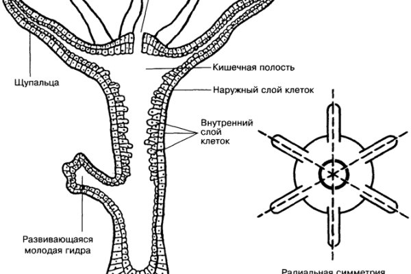 Кракен ссылки krakenwebs org