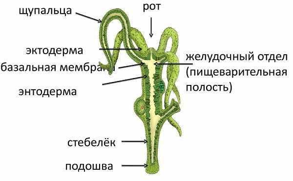 Кракен сайт ссылка kr2web in